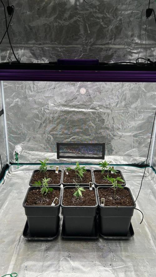 ICR / LCM LOUDA CUT. Week 1 - FIRST DAY 