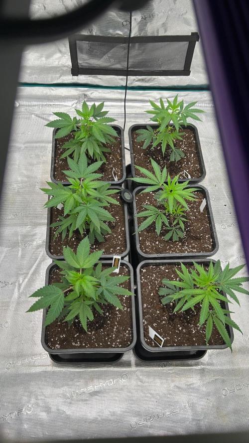 ICR / LCM LOUDA CUT. Week 1 - DAY 7- starting with Athena Grow B + A 1.5ml/1l , pH 6.2 , EC 1.5