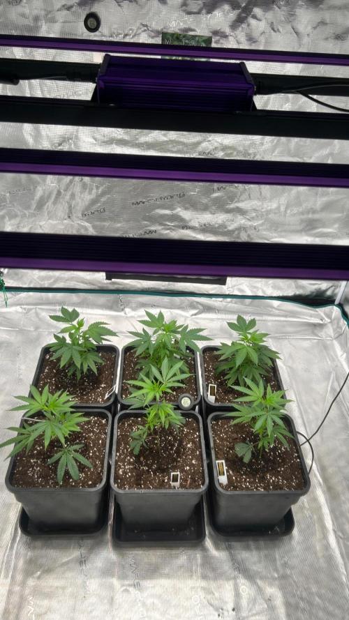 ICR / LCM LOUDA CUT. Week 1 - DAY 7 starting with Athena Grow B + A 1.5ml/1l , pH 6.2 , EC 1.5