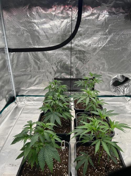 ICR / LCM LOUDA CUT. Week 2 - DAY 15. 
500ml + athena grow b+a 5.5ml/3l + calmag 2ml
pH 6.2 , EC 1.9
