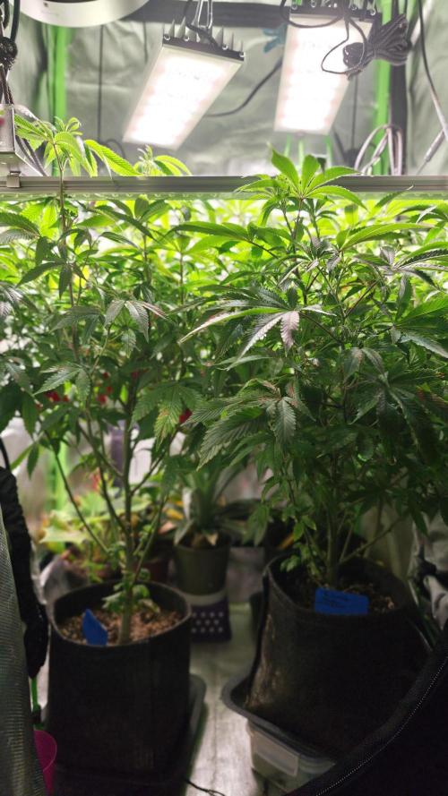 Eck Oase. Week 1 - Links die Papayton
Rechts die Forbidden Nectar 