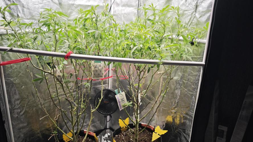 Eck Oase. Week 4 - Sonntag war entlaubungstag