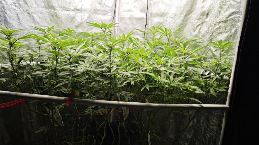 Eck Oase. Week 5 - Links Papayton
Rechts Forbidden Nectar 