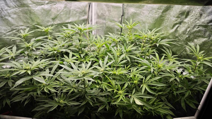 Eck Oase. Week 5 - Links Papayton
Rechts Forbidden Nectar