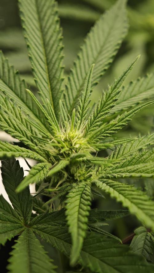 Eck Oase. Week 5 - Papayton 