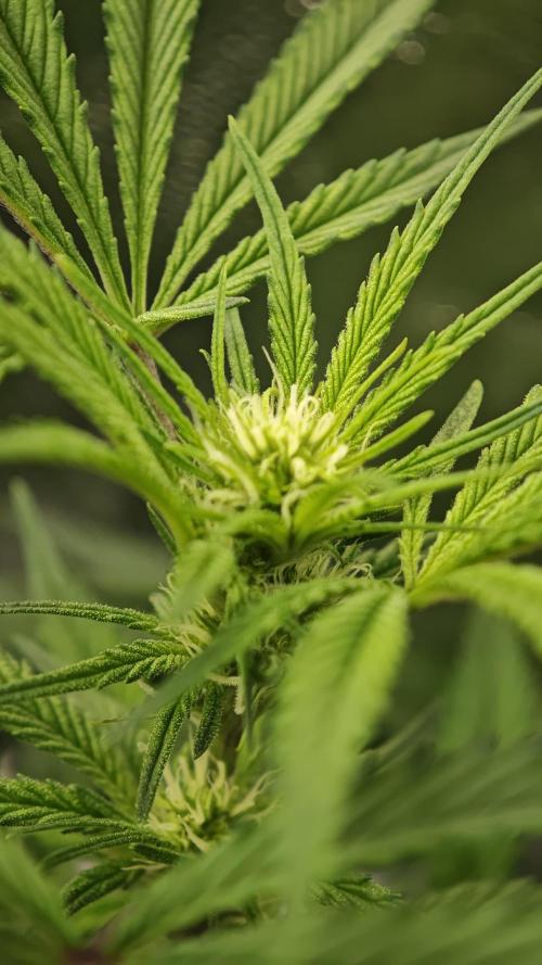 Eck Oase. Week 5 - Forbidden Nectar 