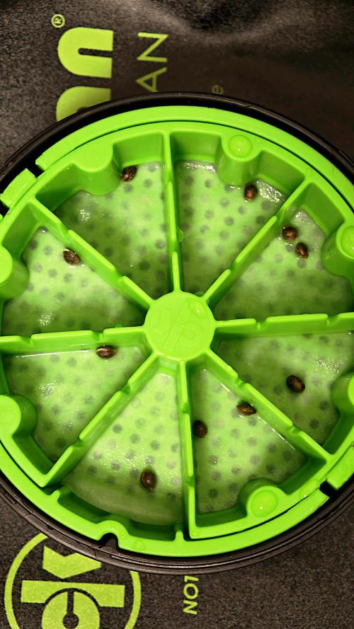 Hydro Experimente. Week 0 - Nach 24h