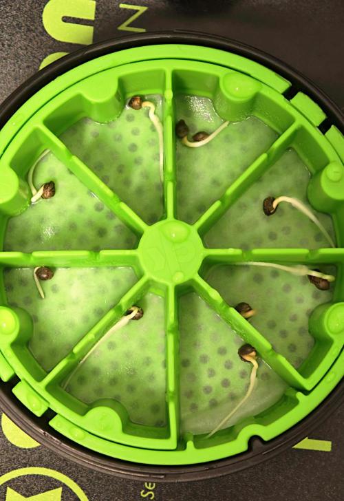 Hydro Experimente. Week 0 - Nach 60h bevor sie in den Topf kamen