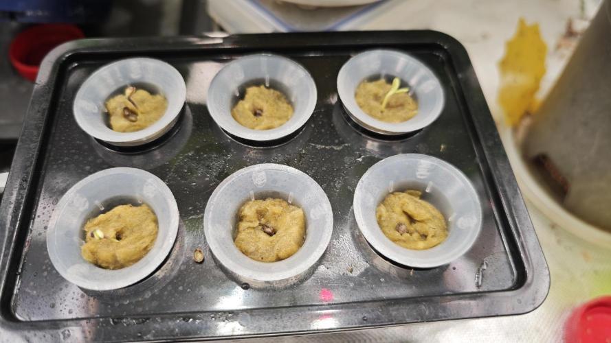 Hydro Experimente. Week 0 - Das war 24h nach der Cannakan