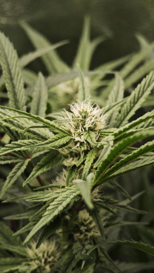 Eck Oase. Week 6 - Forbidden Nectar 