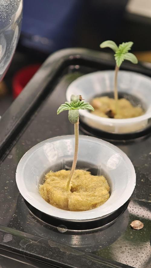 Hydro Experimente. Week 1