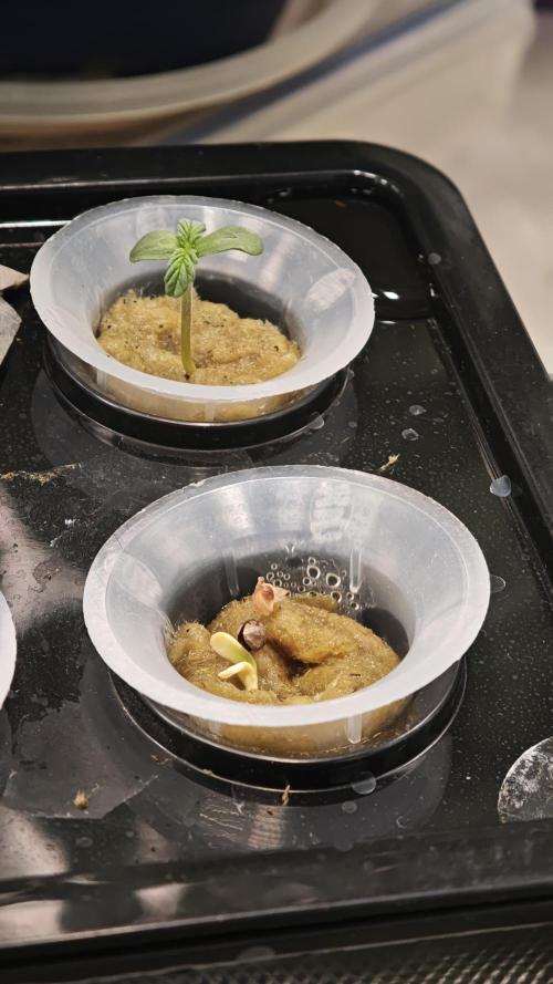 Hydro Experimente. Week 1