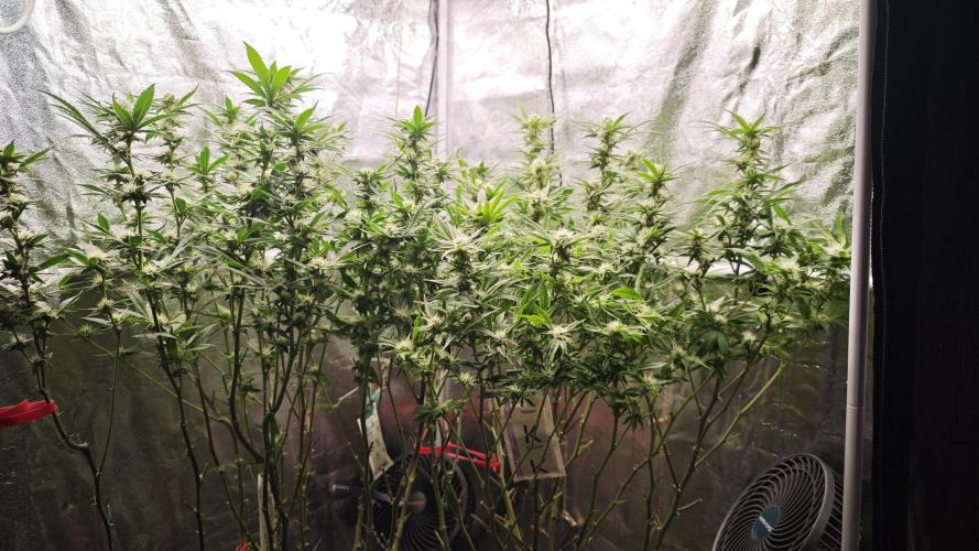 Eck Oase. Week 6 - Heute entlaubungstag 