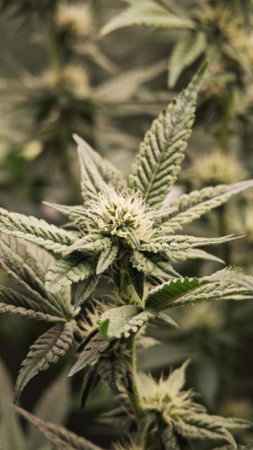 Eck Oase. Week 6 - Papayton 