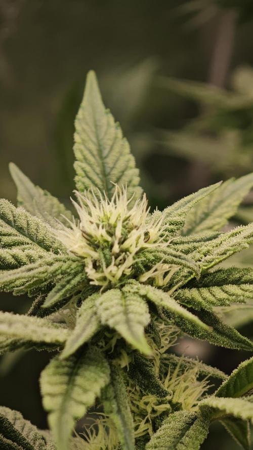 Eck Oase. Week 6 - Forbidden Nectar 