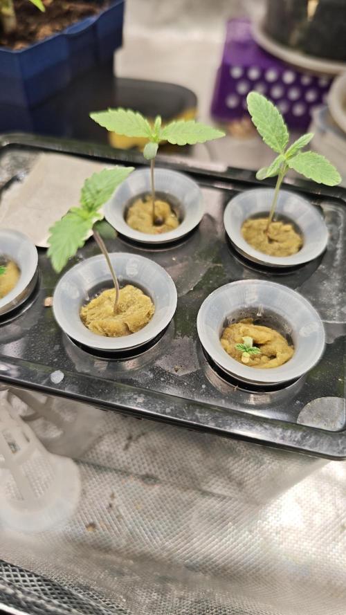 Hydro Experimente. Week 2