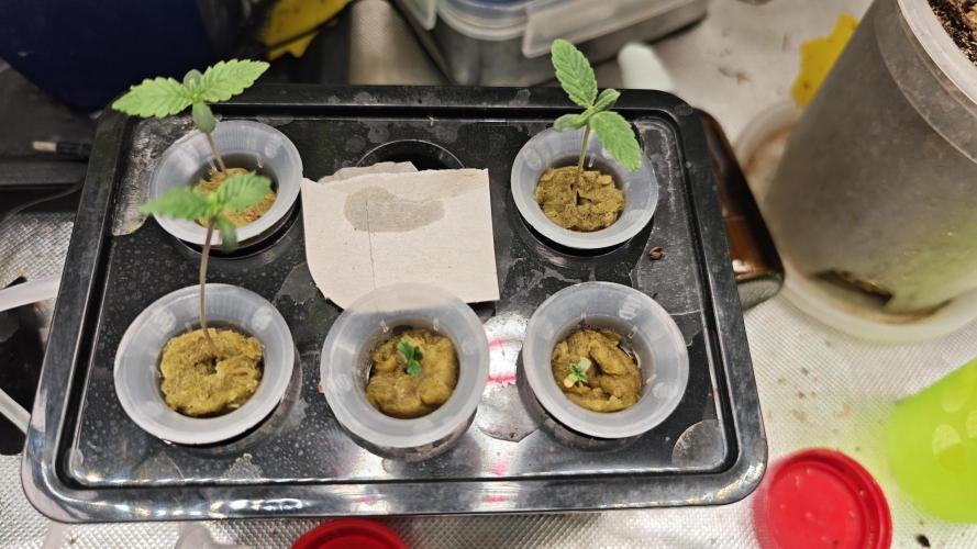 Hydro Experimente. Week 2