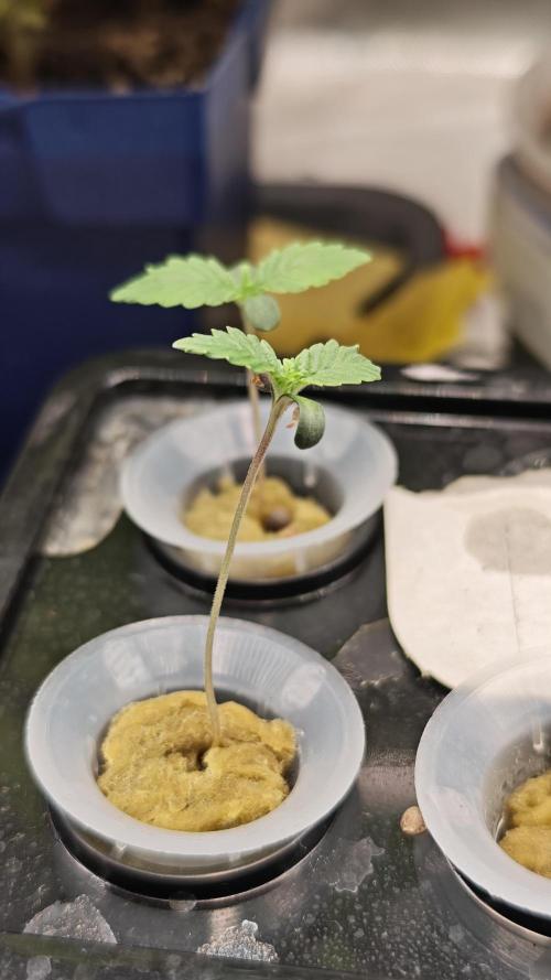 Hydro Experimente. Week 2 - Papayton 