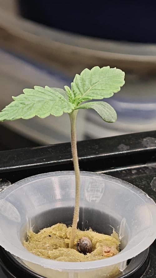 Hydro Experimente. Week 2 - Papayton 