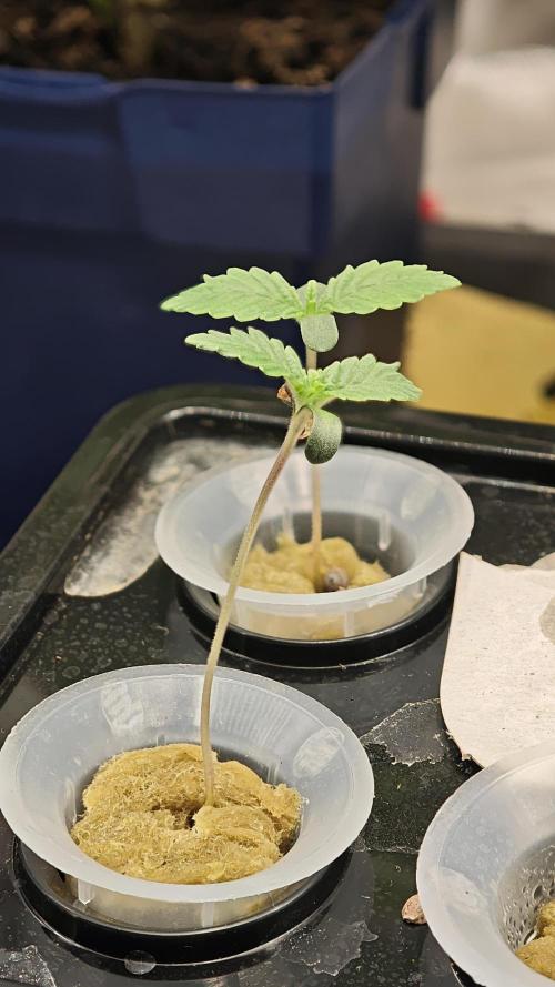 Hydro Experimente. Week 2 - Papayton 