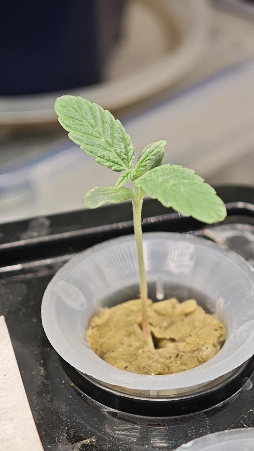 Hydro Experimente. Week 2 - Pineapple Express X Tangie