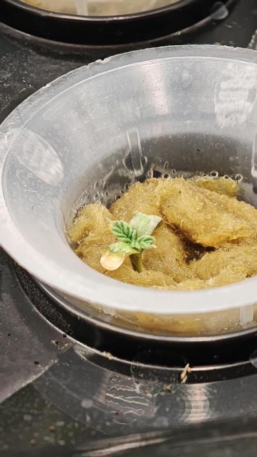 Hydro Experimente. Week 2 - Pineapple Express X Tangie - Freak Edition