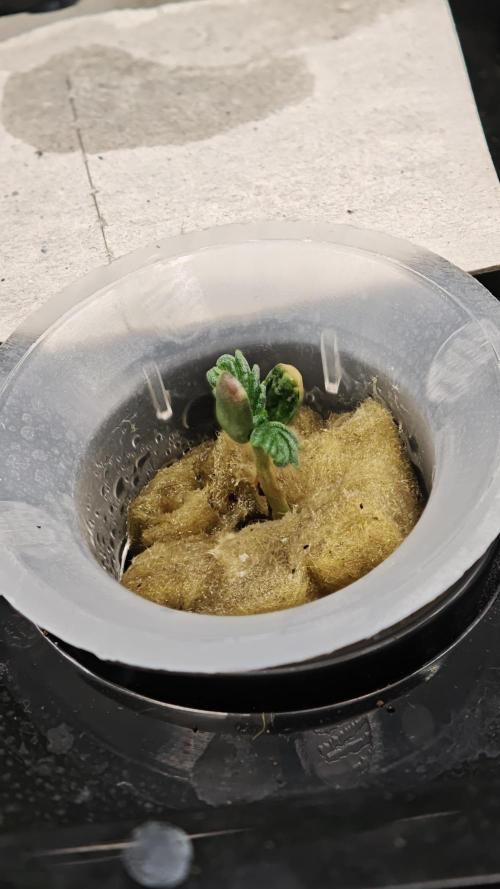 Hydro Experimente. Week 2 - Pineapple Express X Tangie - Freak Edition