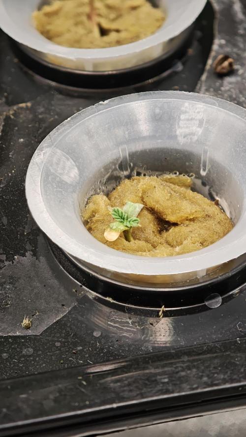 Hydro Experimente. Week 2 - Pineapple Express X Tangie - Freak Edition