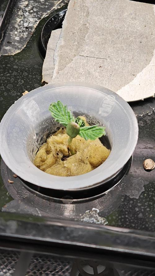 Hydro Experimente. Week 2 - Pineapple Express X Tangie - Freak Edition