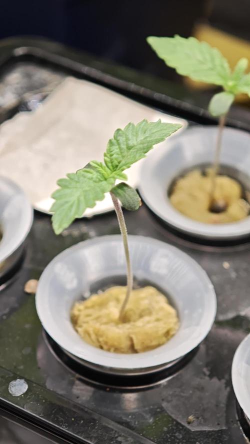 Hydro Experimente. Week 2 - Papayton 