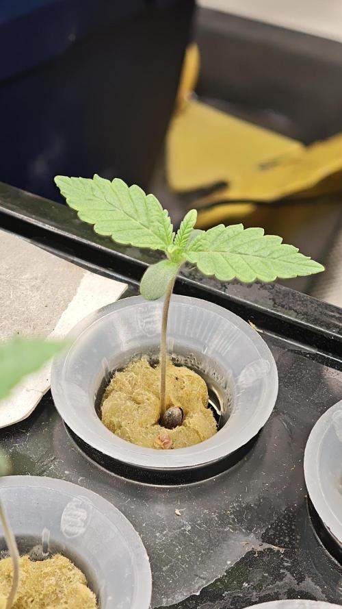 Hydro Experimente. Week 2 - Papayton 