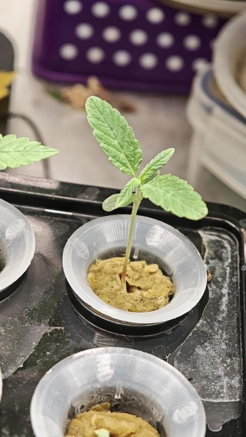 Hydro Experimente. Week 2 - Pineapple Express X Tangie