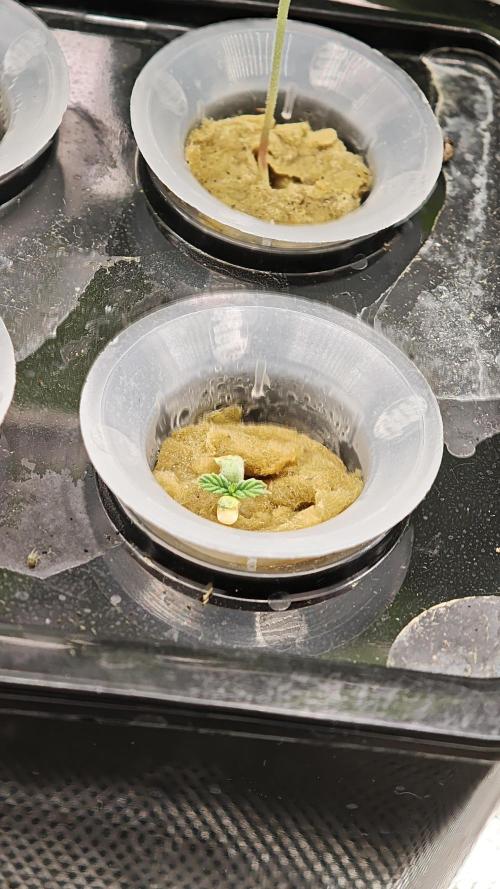 Hydro Experimente. Week 2 - Pineapple Express X Tangie - Freak Edition