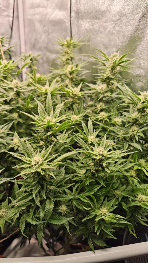 Eck Oase. Week 7 - Forbidden Nectar 