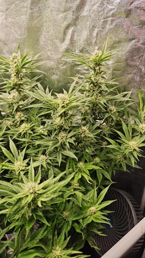 Eck Oase. Week 7 - Forbidden Nectar 
