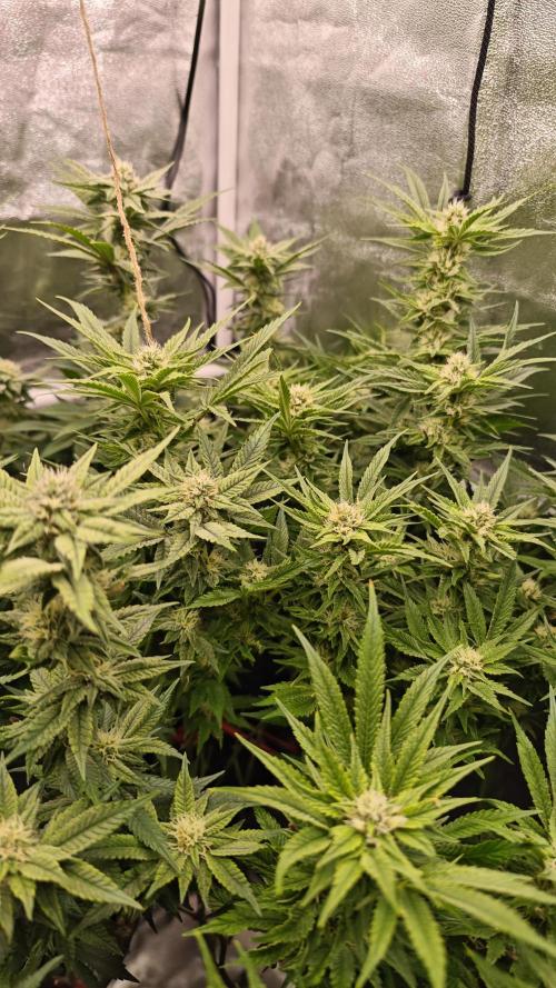 Eck Oase. Week 7 - Forbidden Nectar 