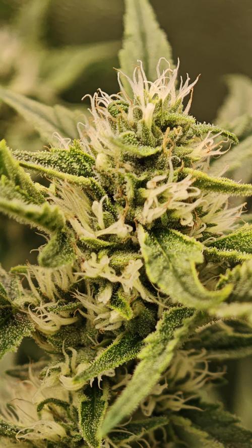 Eck Oase. Week 7 - Forbidden Nectar 