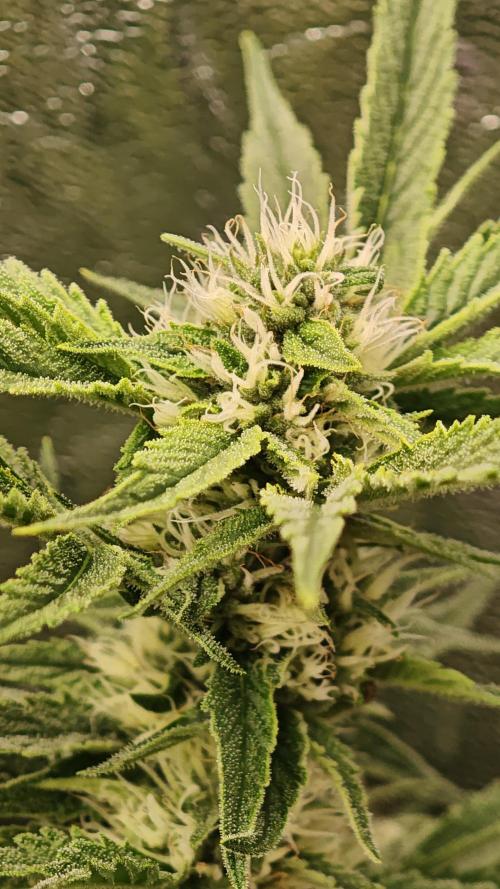 Eck Oase. Week 7 - Forbidden Nectar 