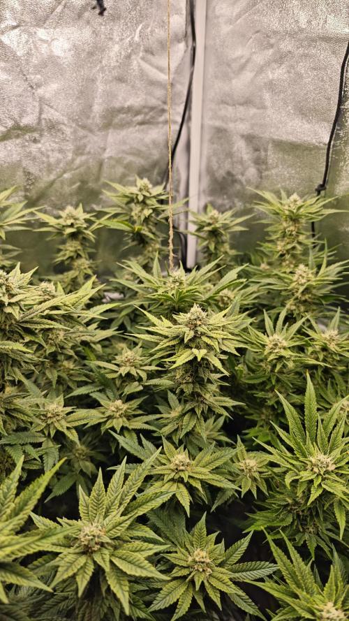 Eck Oase. Week 8 - Links Papayton 
Rechts Forbidden Nectar