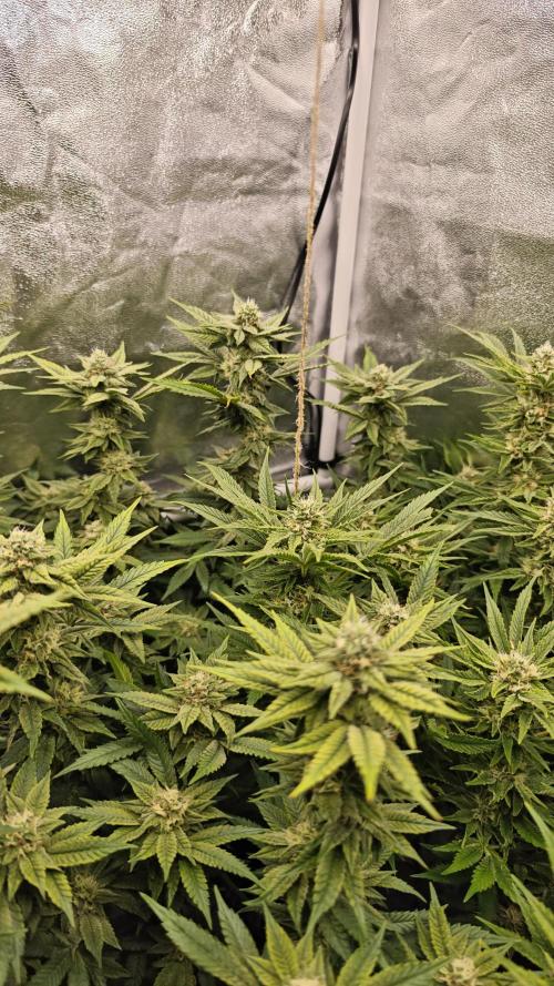 Eck Oase. Week 8 - Forbidden Nectar 