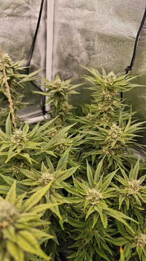 Eck Oase. Week 8 - Forbidden Nectar 