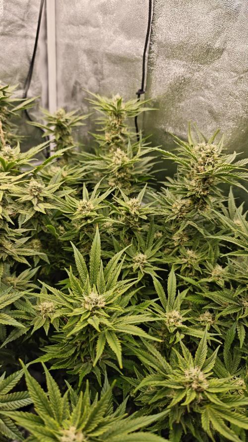 Eck Oase. Week 8 - Forbidden Nectar 