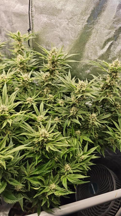 Eck Oase. Week 8 - Forbidden Nectar 