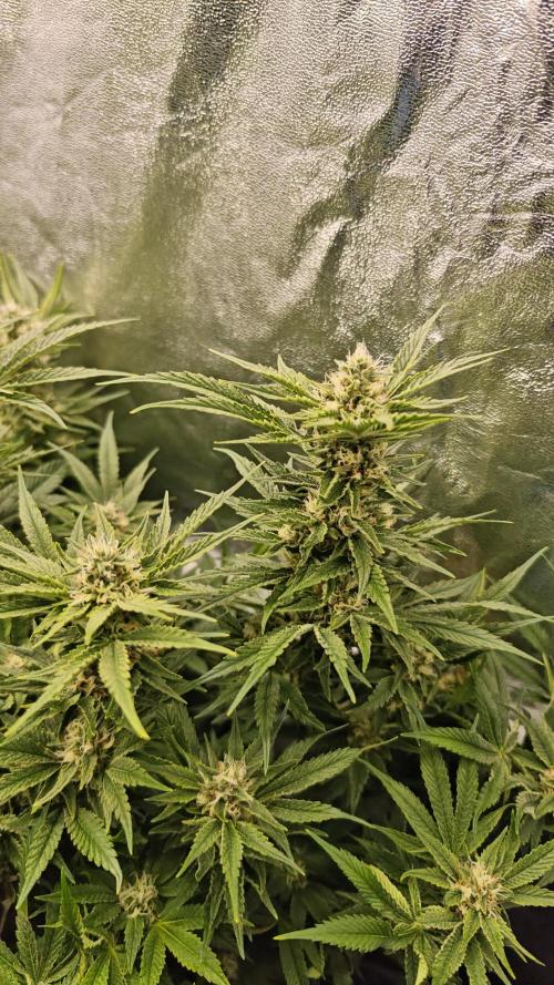 Eck Oase. Week 8 - Forbidden Nectar 