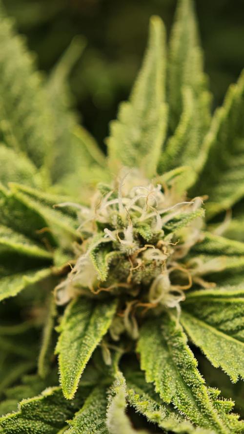 Eck Oase. Week 8 - Forbidden Nectar 