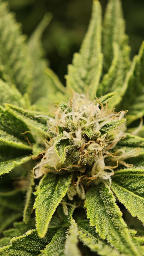 Eck Oase. Week 8 - Forbidden Nectar 