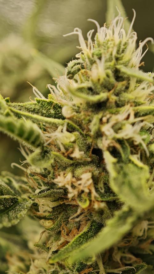 Eck Oase. Week 8 - Forbidden Nectar 