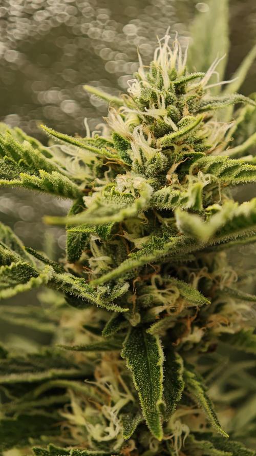 Eck Oase. Week 8 - Forbidden Nectar 
