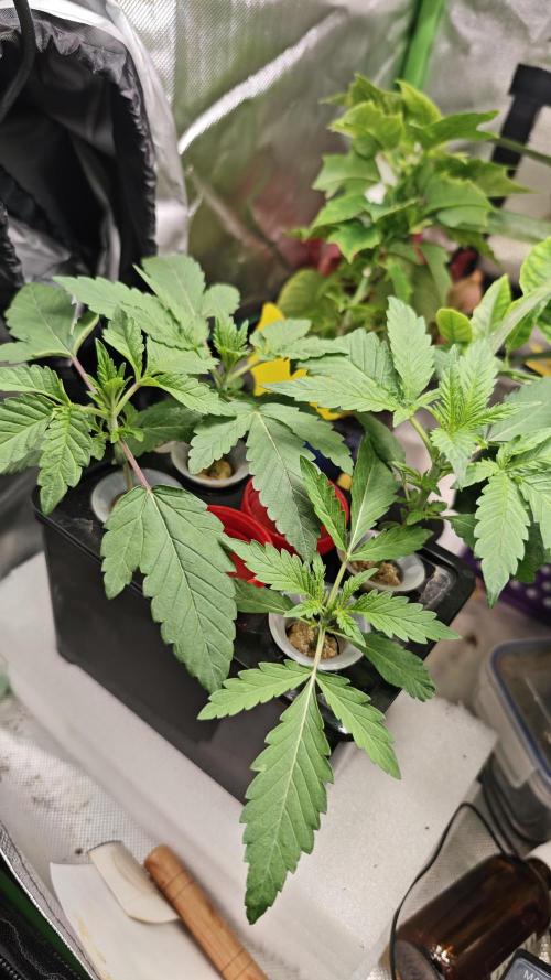 Hydro Experimente. Week 3 - 05.03.26
Papayton 
&
Pineapple Express X Tangie 