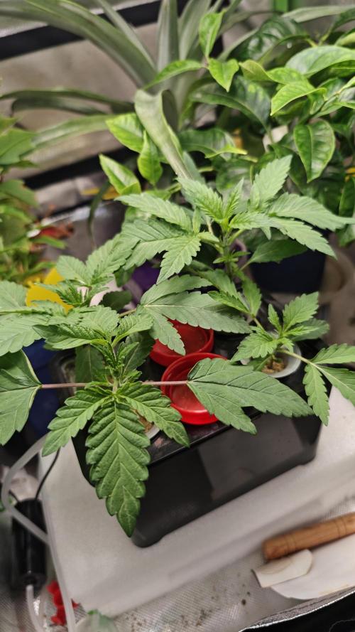 Hydro Experimente. Week 3 - Papayton 
&
Pineapple Express X Tangie 